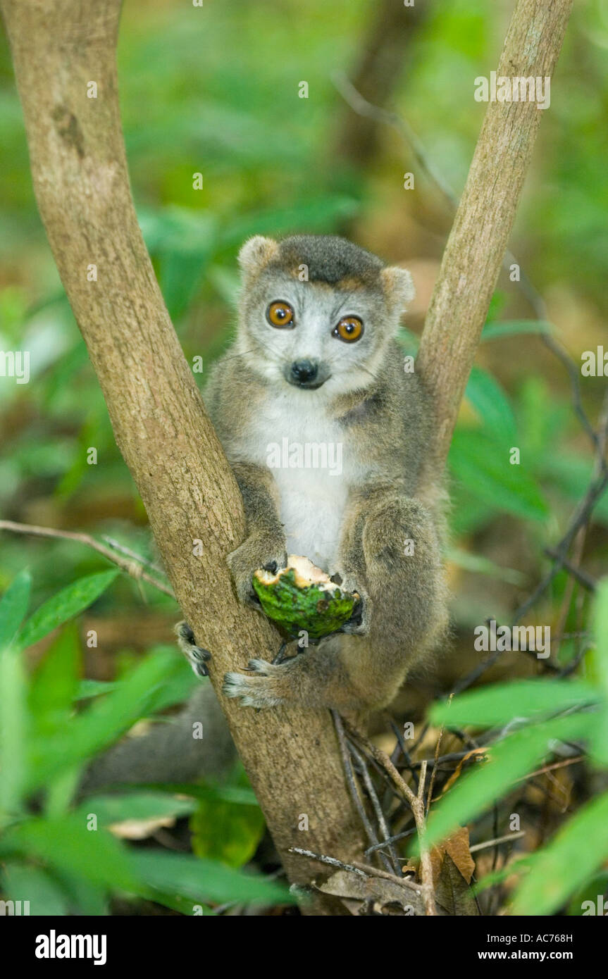 L'Eulemur coronatus (Lemur couronné) se nourrissant de fruits sauvages, le Parc National d'Ankarana, Nord de Madagascar Banque D'Images