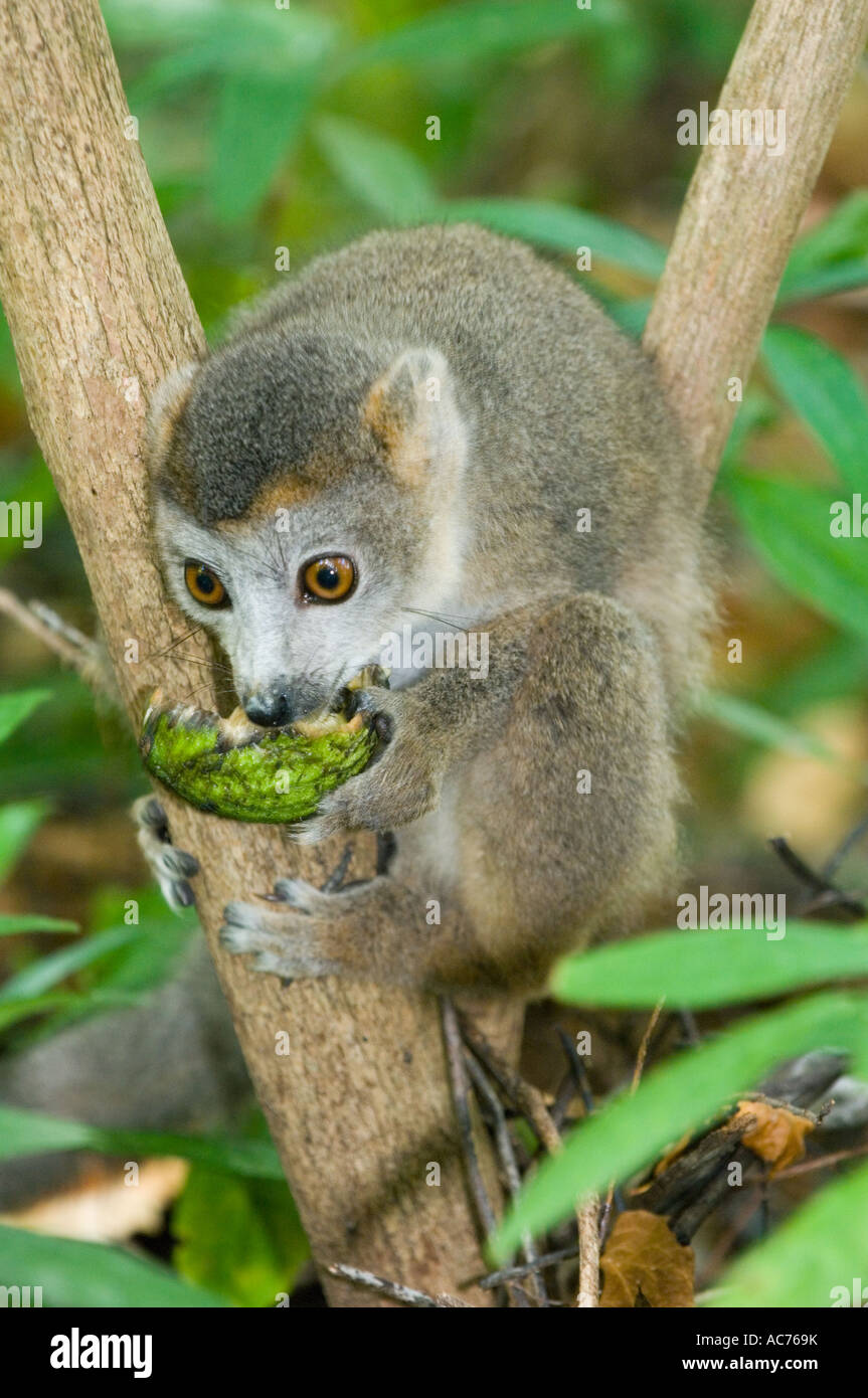 Lémurien couronné Eulemur coronatus) féminin (se nourrissant de fruits sauvages, le Parc National d'Ankarana, Nord de Madagascar Banque D'Images