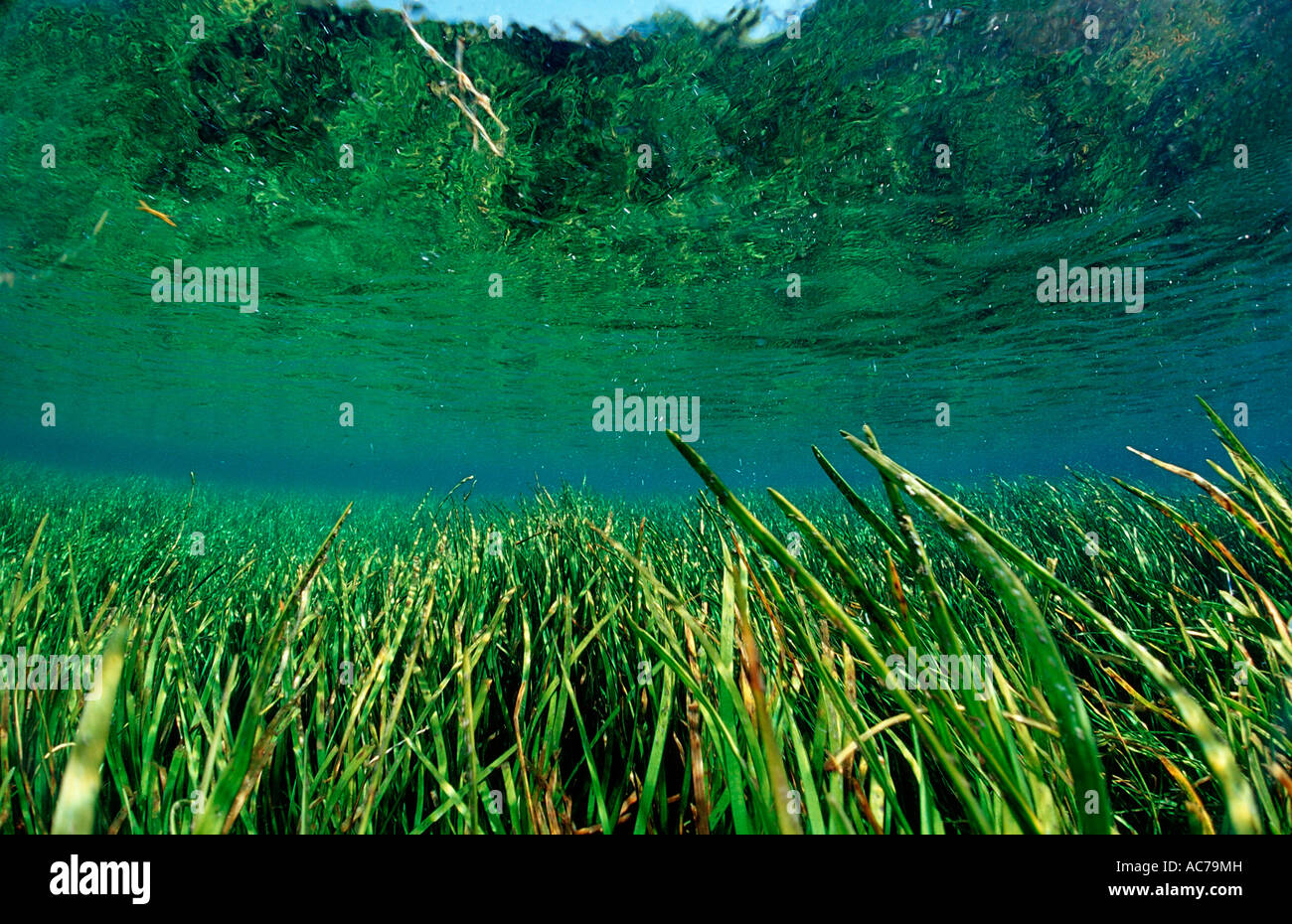 Les plantes aquatiques de la rivière Arc-en-ciel USA Florida FL Banque D'Images