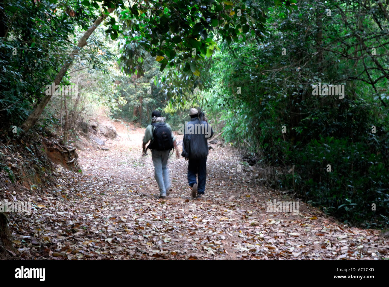 Chemin de randonnée à KUNTHIPUZHA SILENT VALLEY NATIONAL PARK PALAKKAD Dist. Banque D'Images