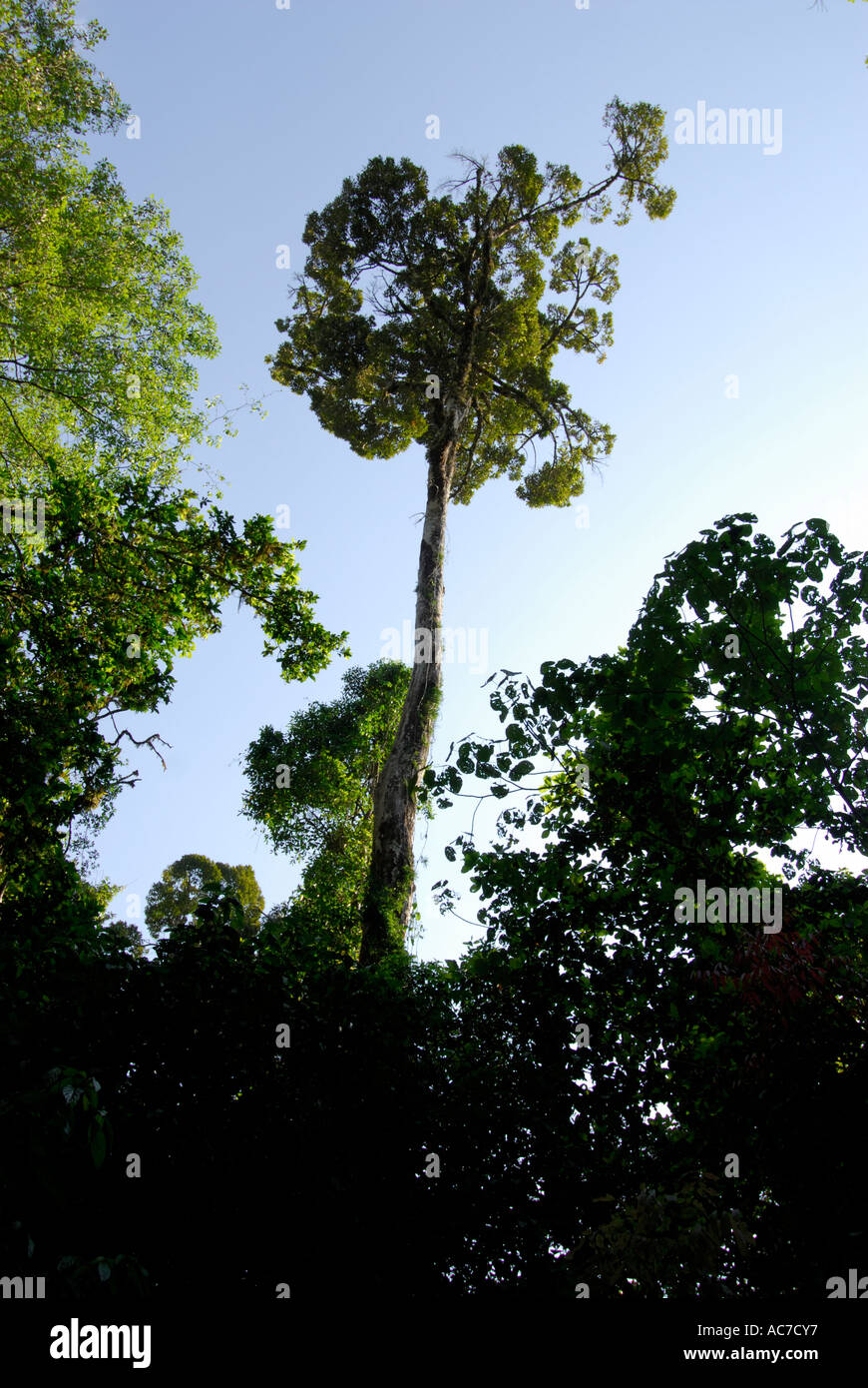 Grand arbre CANOPY SILENT VALLEY NATIONAL PARK PALAKKAD Dist. Banque D'Images