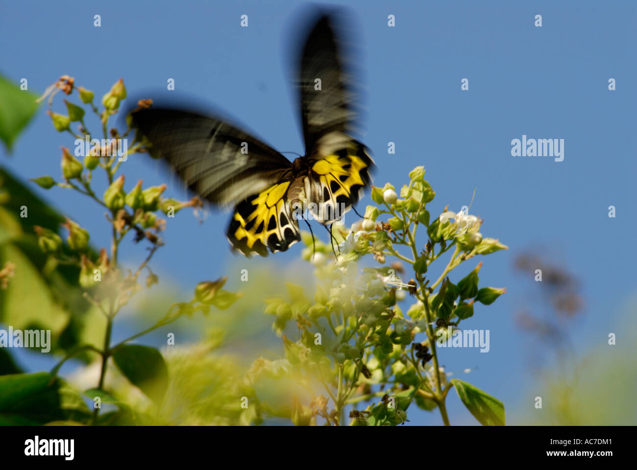 Le sud de la CITES BUTTERFLY SILENT VALLEY NATIONAL PARK PALAKKAD Dist. Banque D'Images