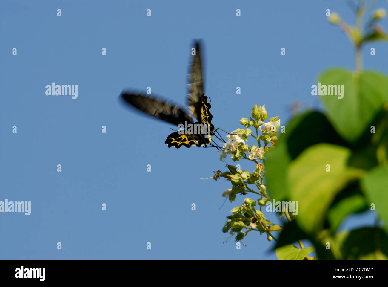 Le sud de la CITES BUTTERFLY SILENT VALLEY NATIONAL PARK PALAKKAD Dist. Banque D'Images