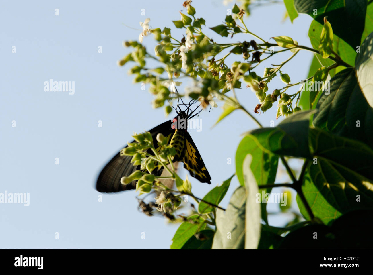 Le sud de la CITES BUTTERFLY SILENT VALLEY NATIONAL PARK PALAKKAD Dist. Banque D'Images