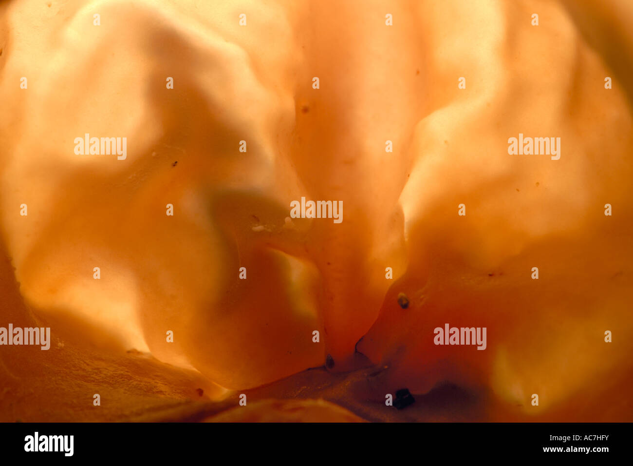 Jelly champignon oreille Auricularia auricula-judae tiré d'en bas, Pays de Galles, Royaume-Uni. Banque D'Images