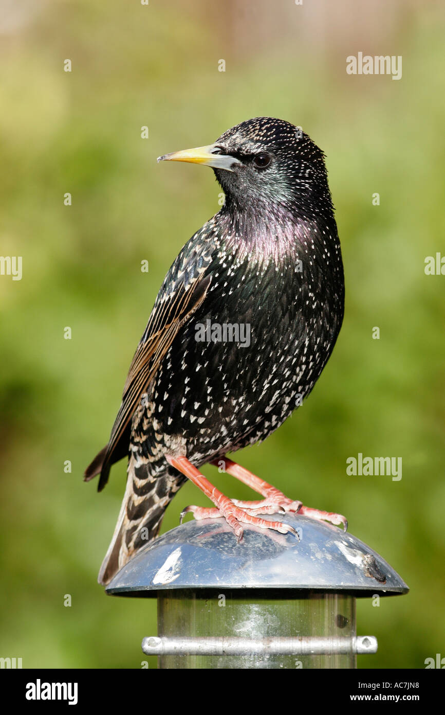 Starling sur convoyeur de jardin Banque D'Images