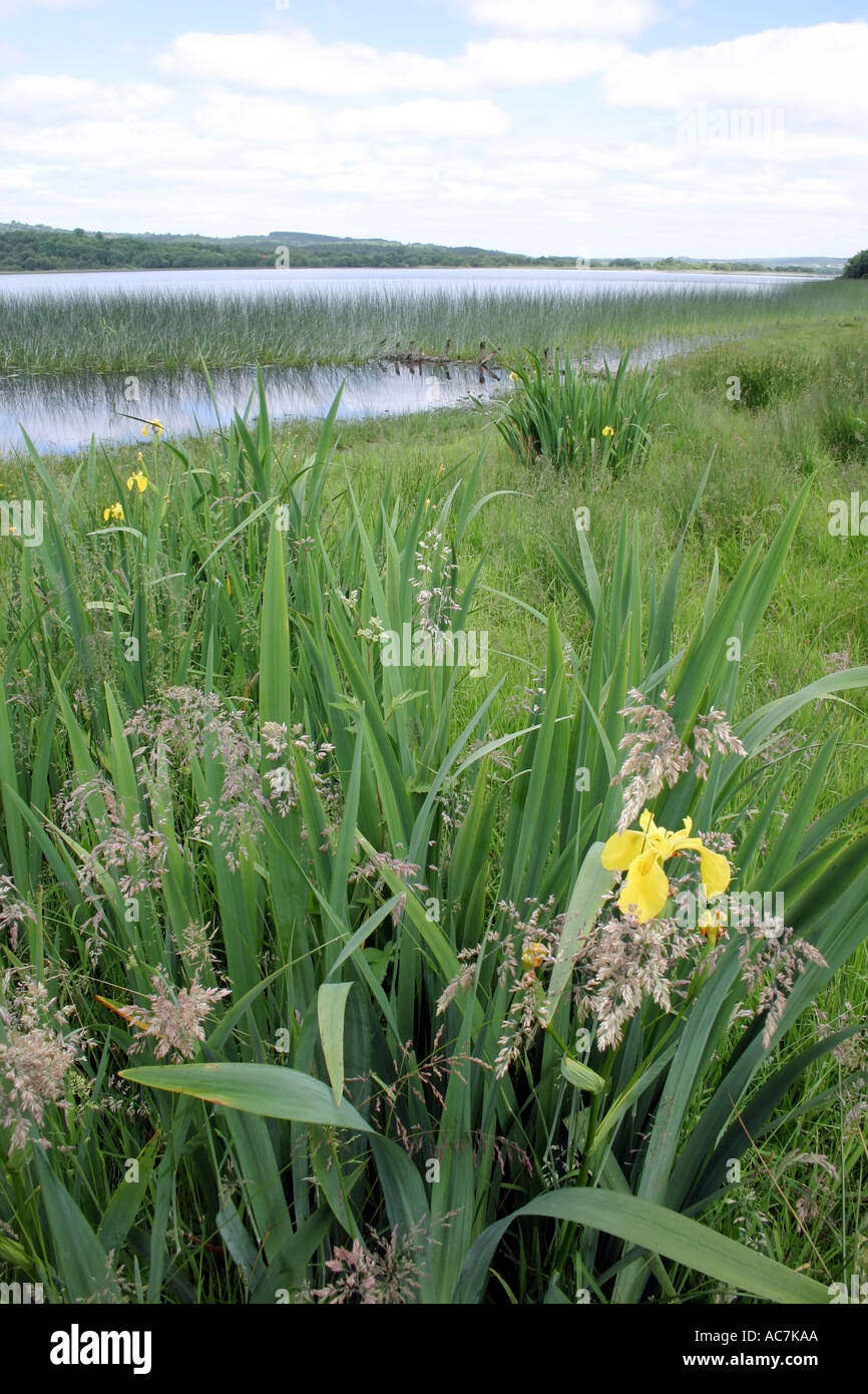 Upper Lough MacNean, près de Glenfarne, comté de Cavan, Irlande Banque D'Images