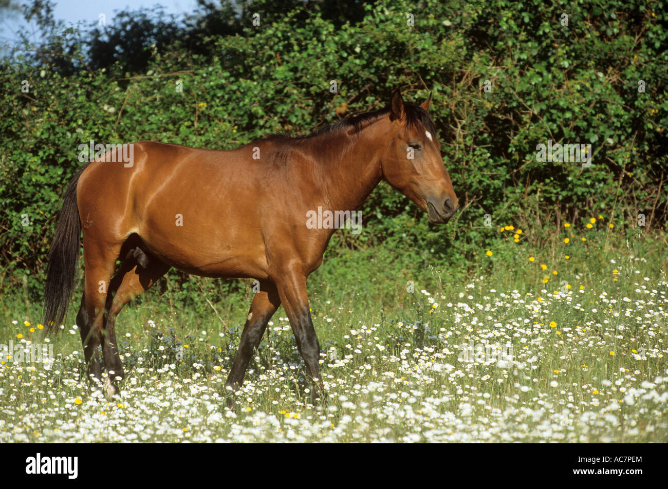 Lusitano on meadow Banque D'Images