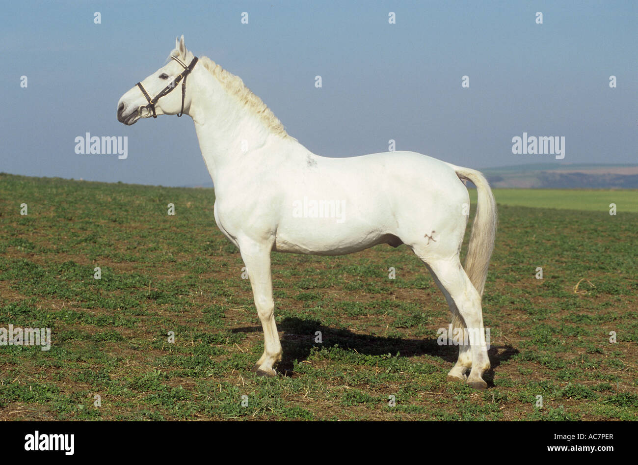 Hanovre - standing on meadow Banque D'Images