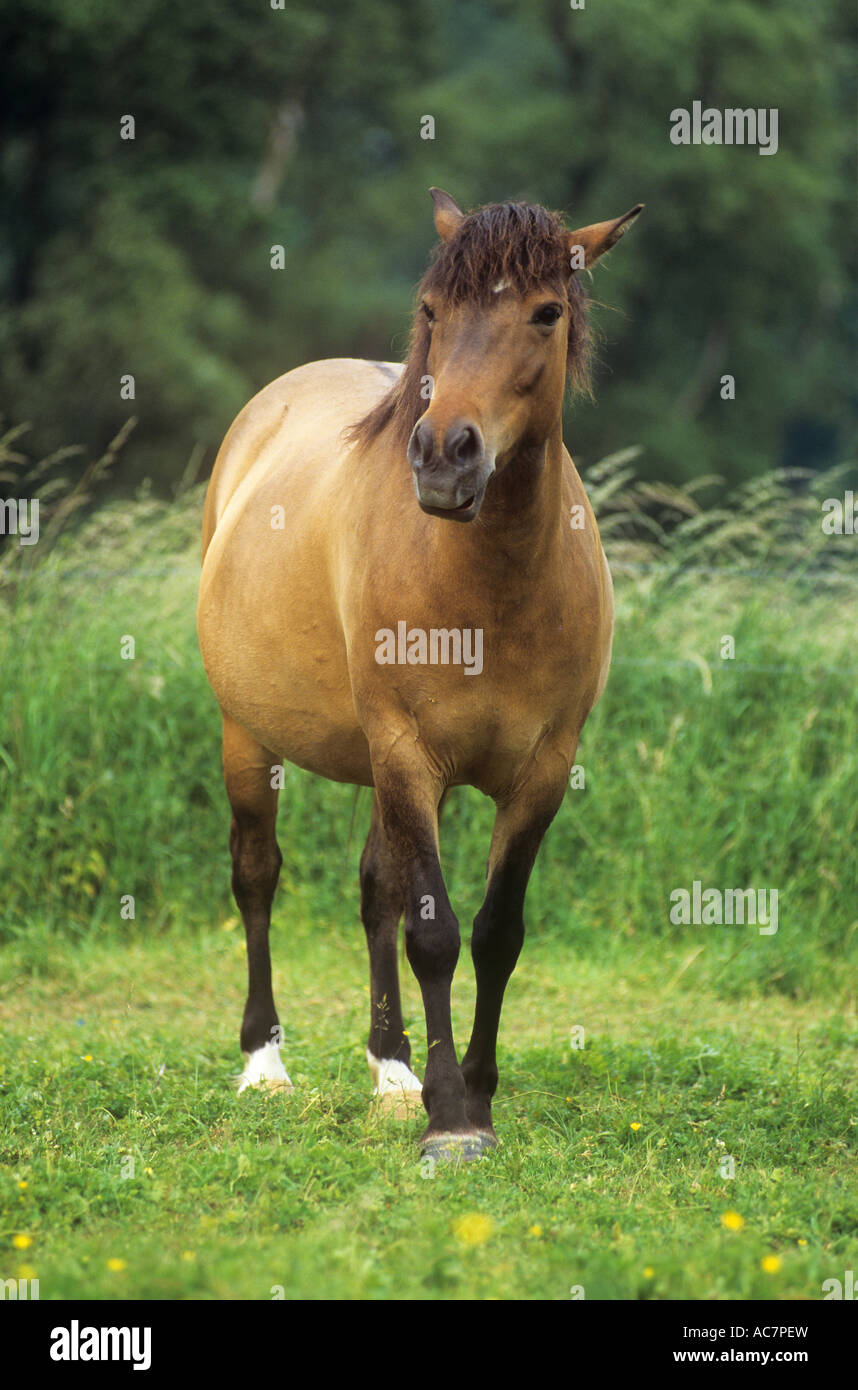 Dulmen - standing on meadow Banque D'Images