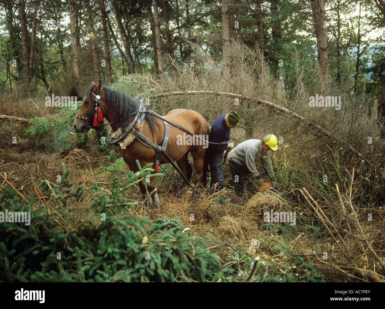 Les forestiers à cheval Banque D'Images
