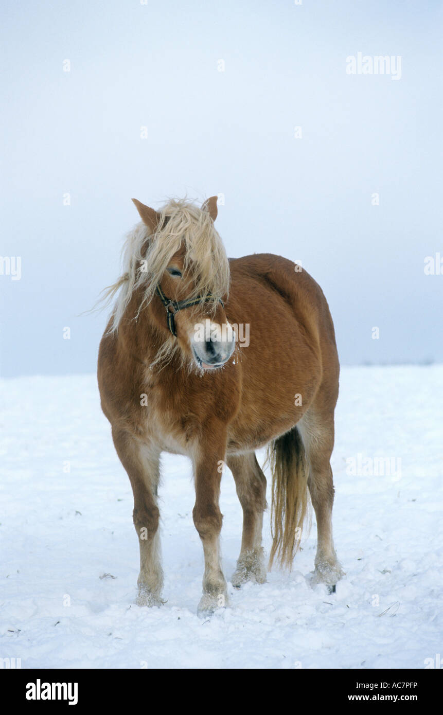 Haflinger - debout dans la neige Banque D'Images