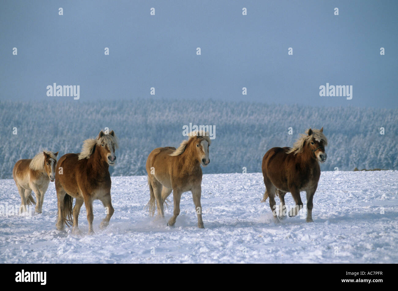 Quatre dans la neige Haflinger Banque D'Images
