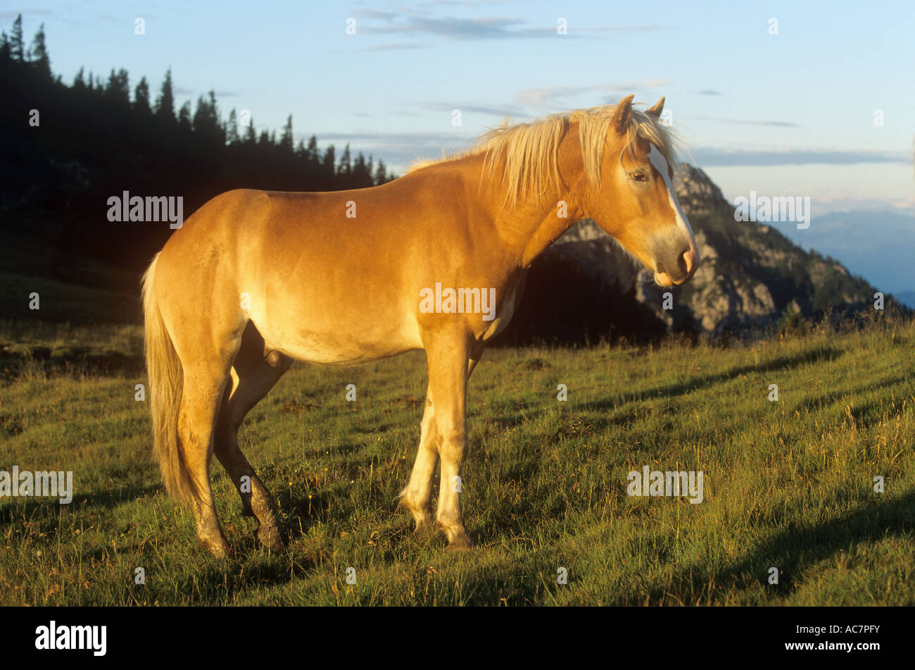 Haflinger - standing on meadow Banque D'Images