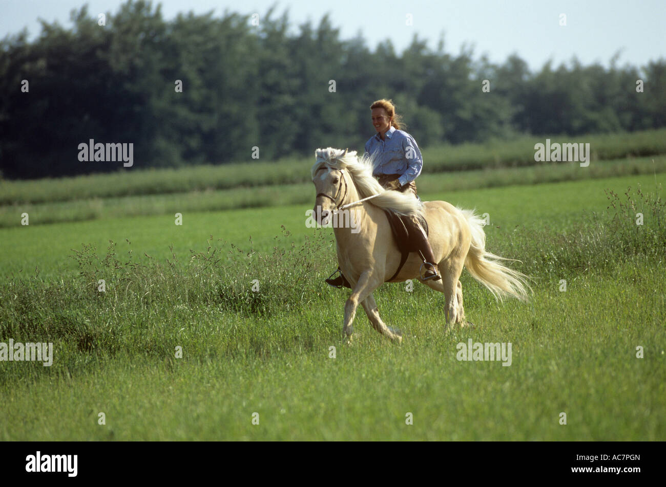 Poney Fell avec rider Banque D'Images