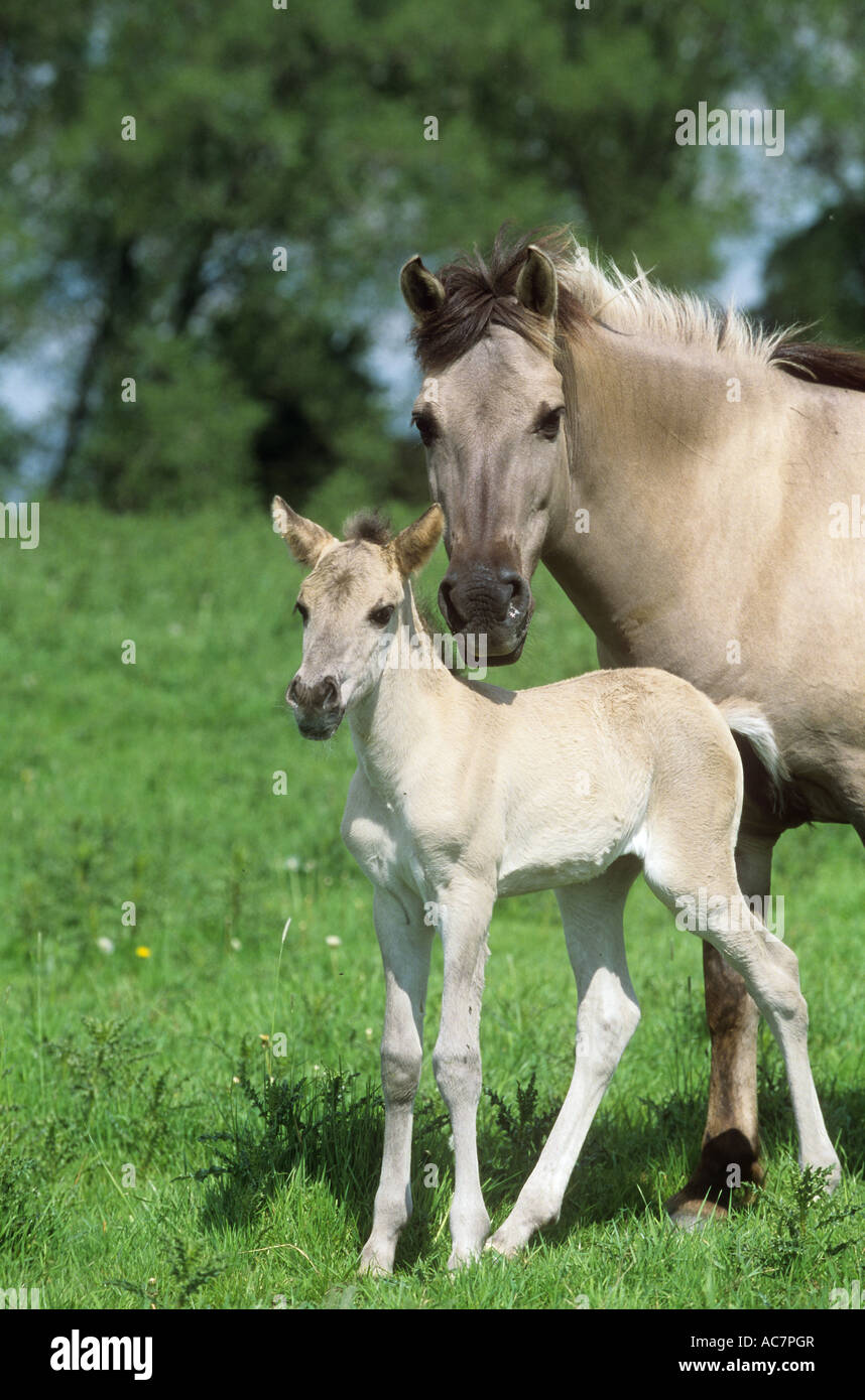 Avec poulain Konik - standing on meadow Banque D'Images