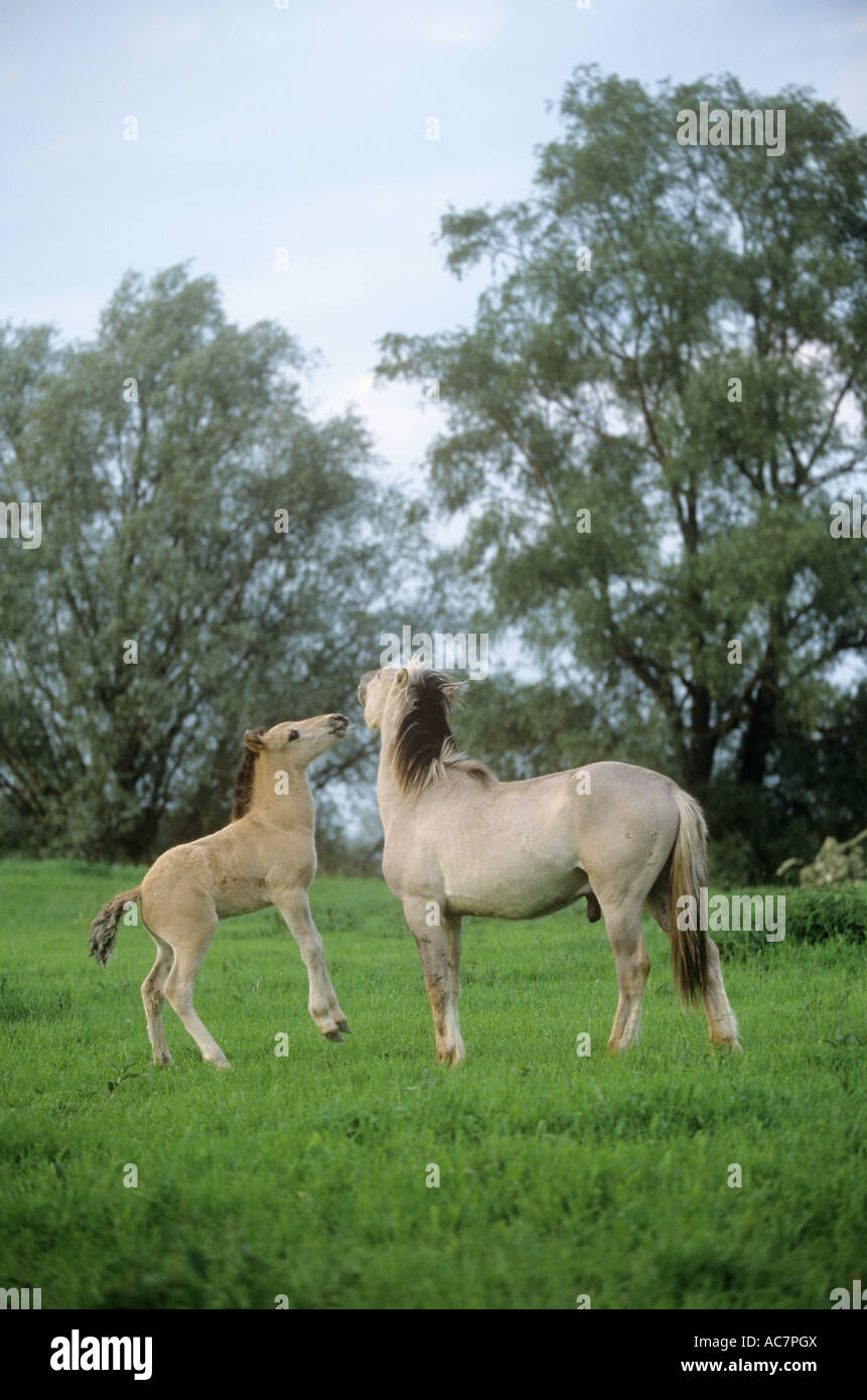 Konik et poulain on meadow Banque D'Images