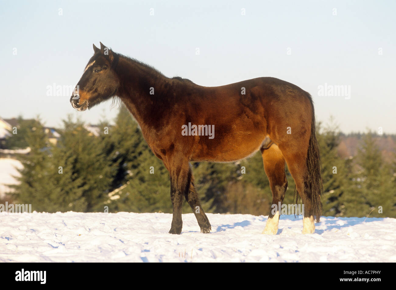 Polo Pony - debout dans la neige Banque D'Images