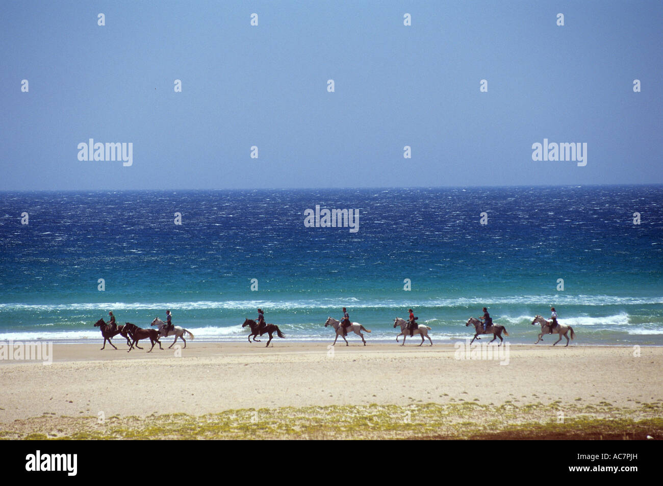 Les chevaux arabes avec cavaliers sur la plage Banque D'Images