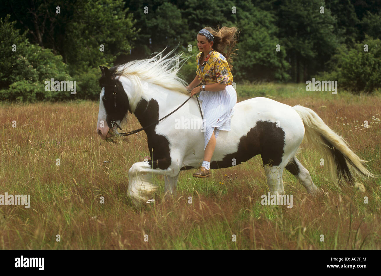 Galopant sur une femme Irish Cob Banque D'Images