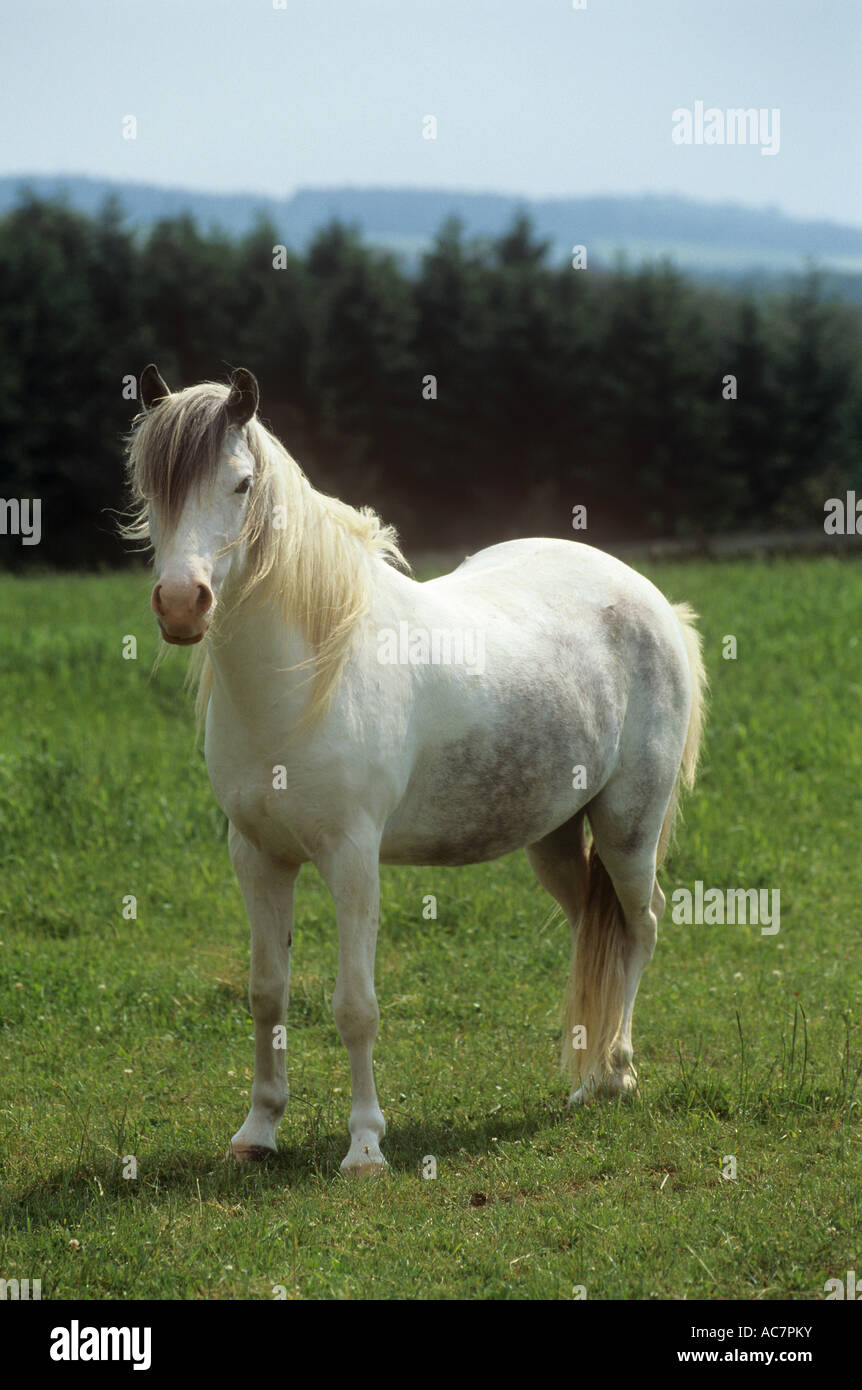 Pony - standing on meadow Banque D'Images