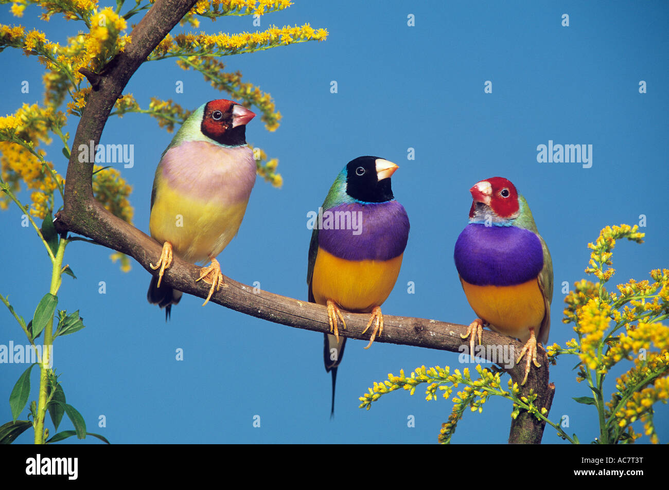 Gouldian Finch (Chloebia gouldiae), trois oiseaux sur une branche Banque D'Images
