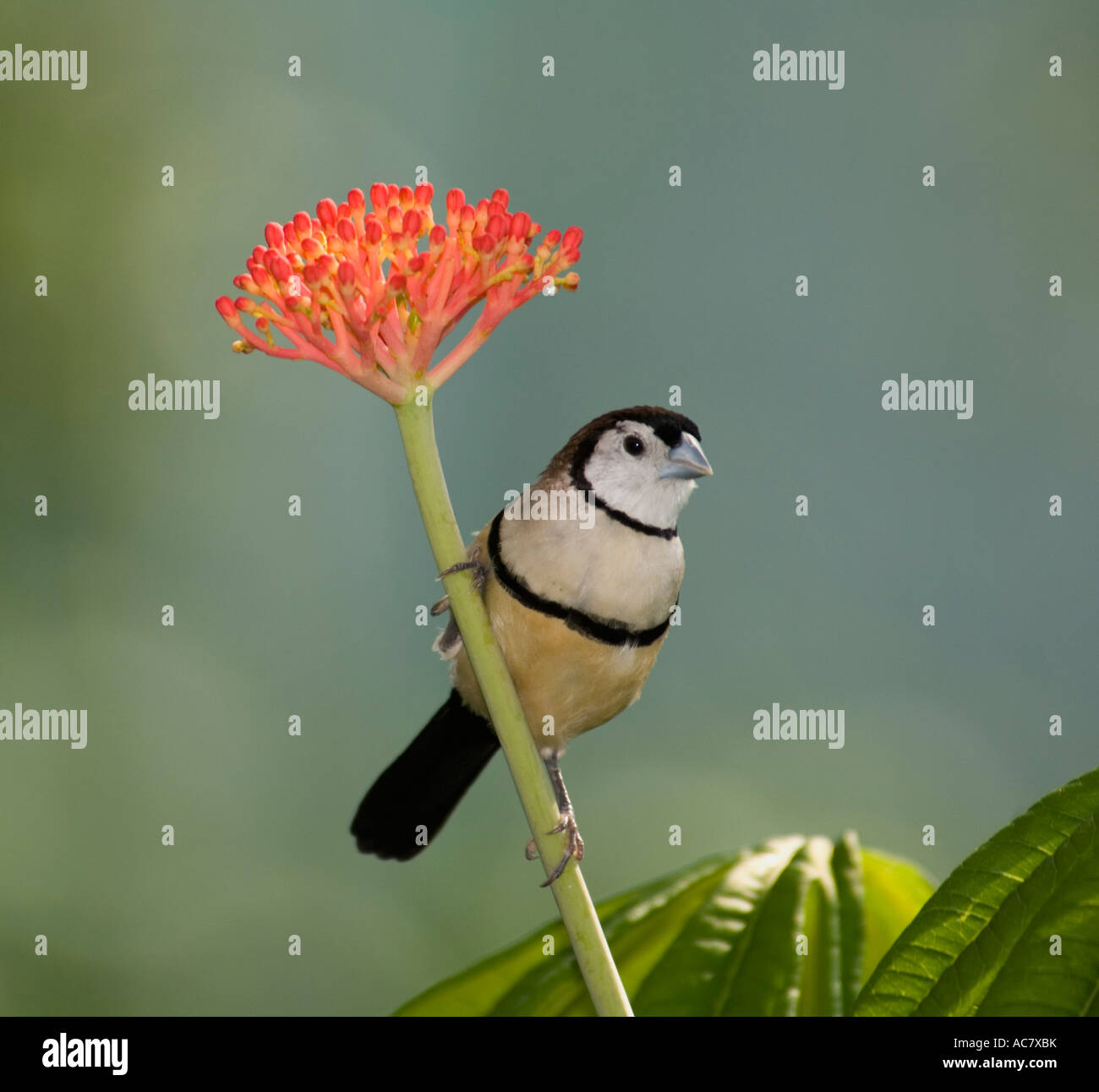 Owl-faced Finch ou double de prescription finch Taeniopygia bichenovii captif - Banque D'Images