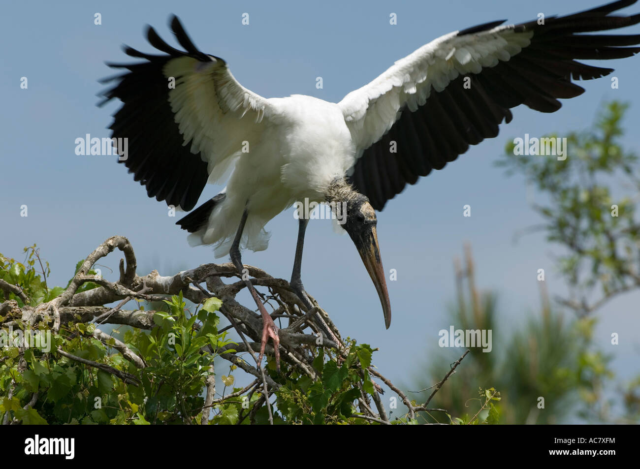 Wood Stork Mycteria americana Gatorland - Orlando - Floride - USA Banque D'Images