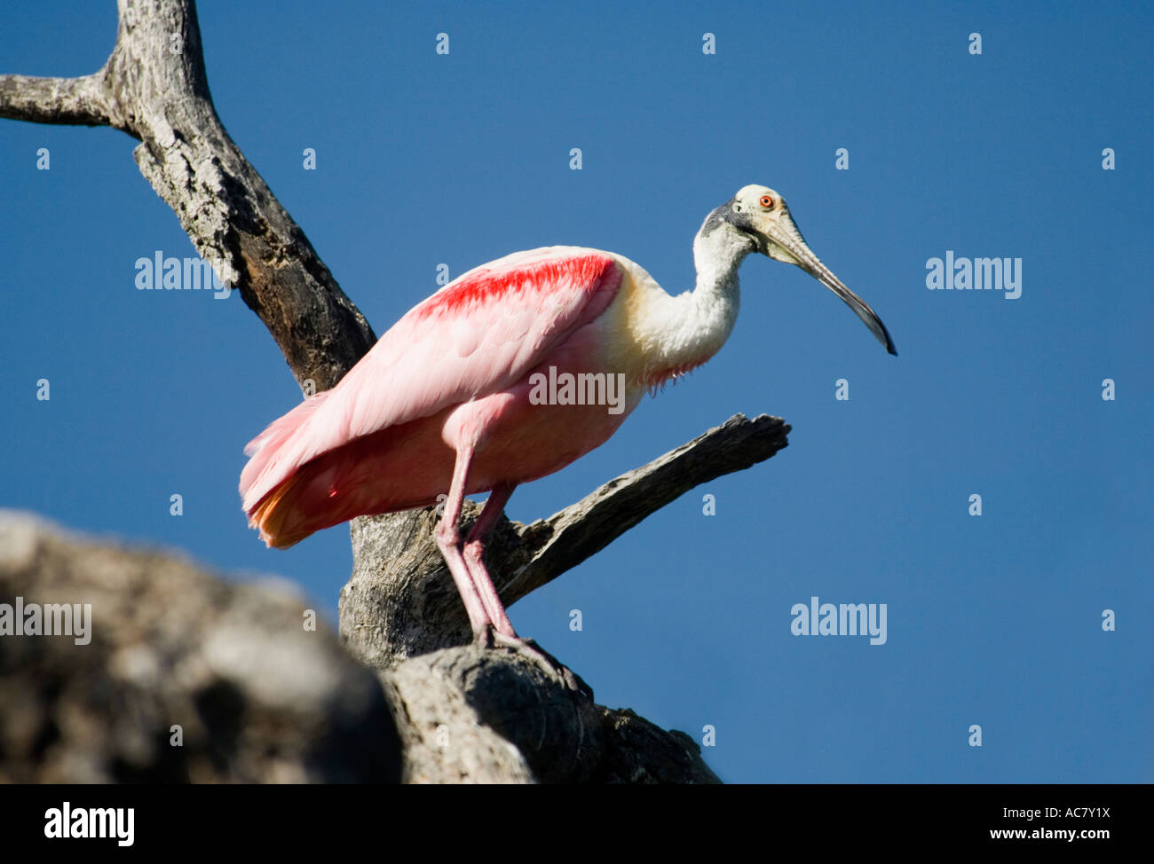 Roseate Spoonbill Platalea ajaja le Parc National des Everglades - Floride - USA Banque D'Images