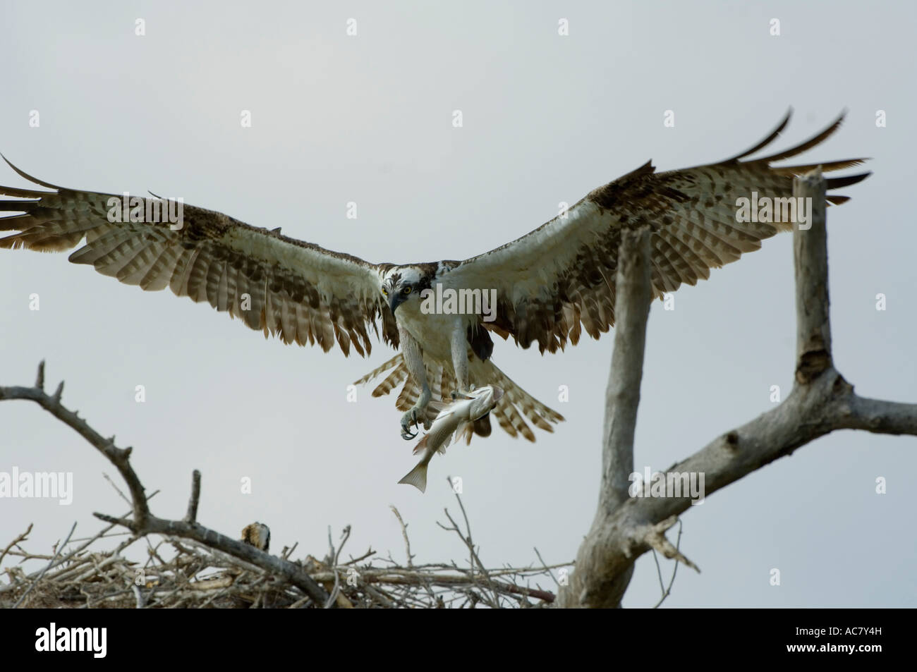 Osprey battant retour au nid avec les poissons du Parc National des Everglades - Floride - USA Banque D'Images