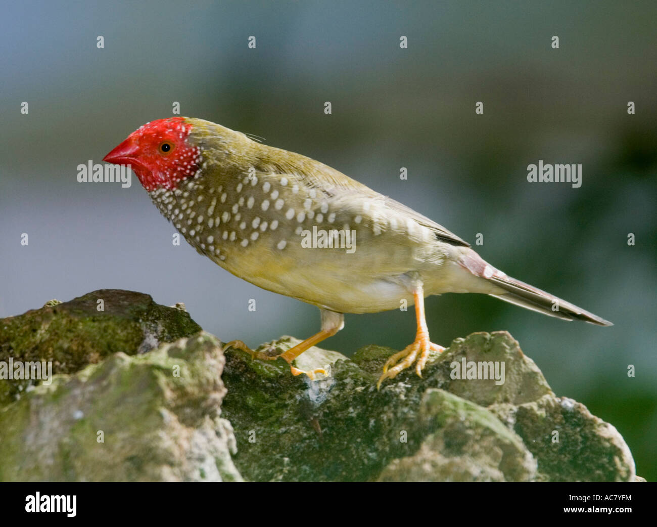 Star Finch (Bathilda ruficauda) provient de l'Australie Banque D'Images