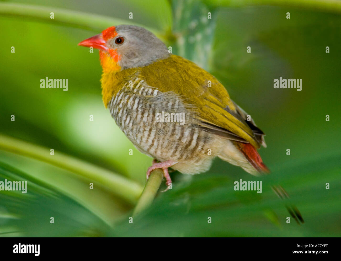 Green-winged Pytilia melba Pytilia Melba Finch en captivité - Banque D'Images