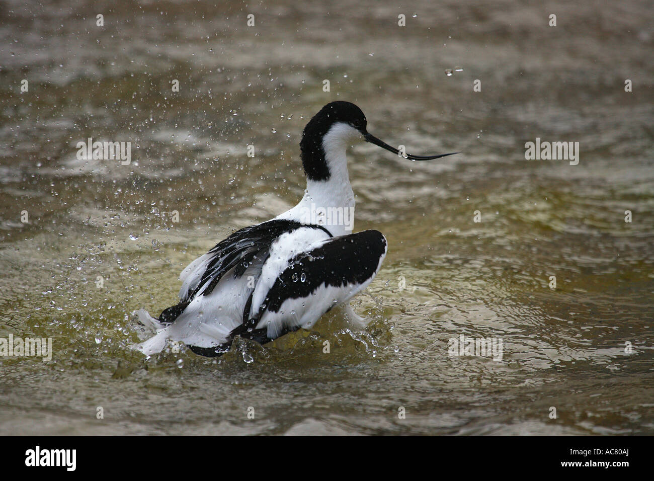 Avocette élégante - Recurvirostra avosetta / dans l'eau Banque D'Images