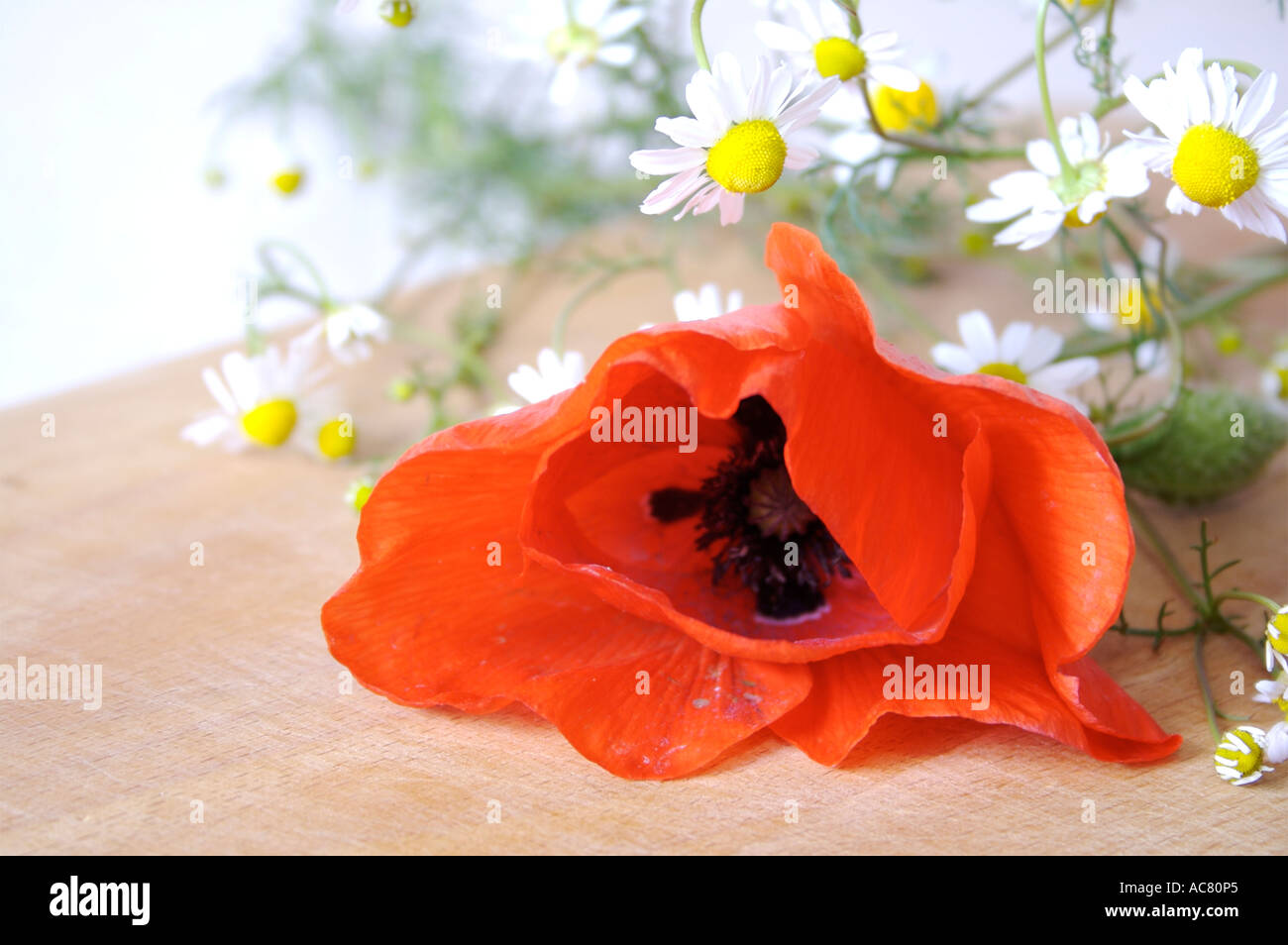 Coquelicot avec camomille Banque D'Images