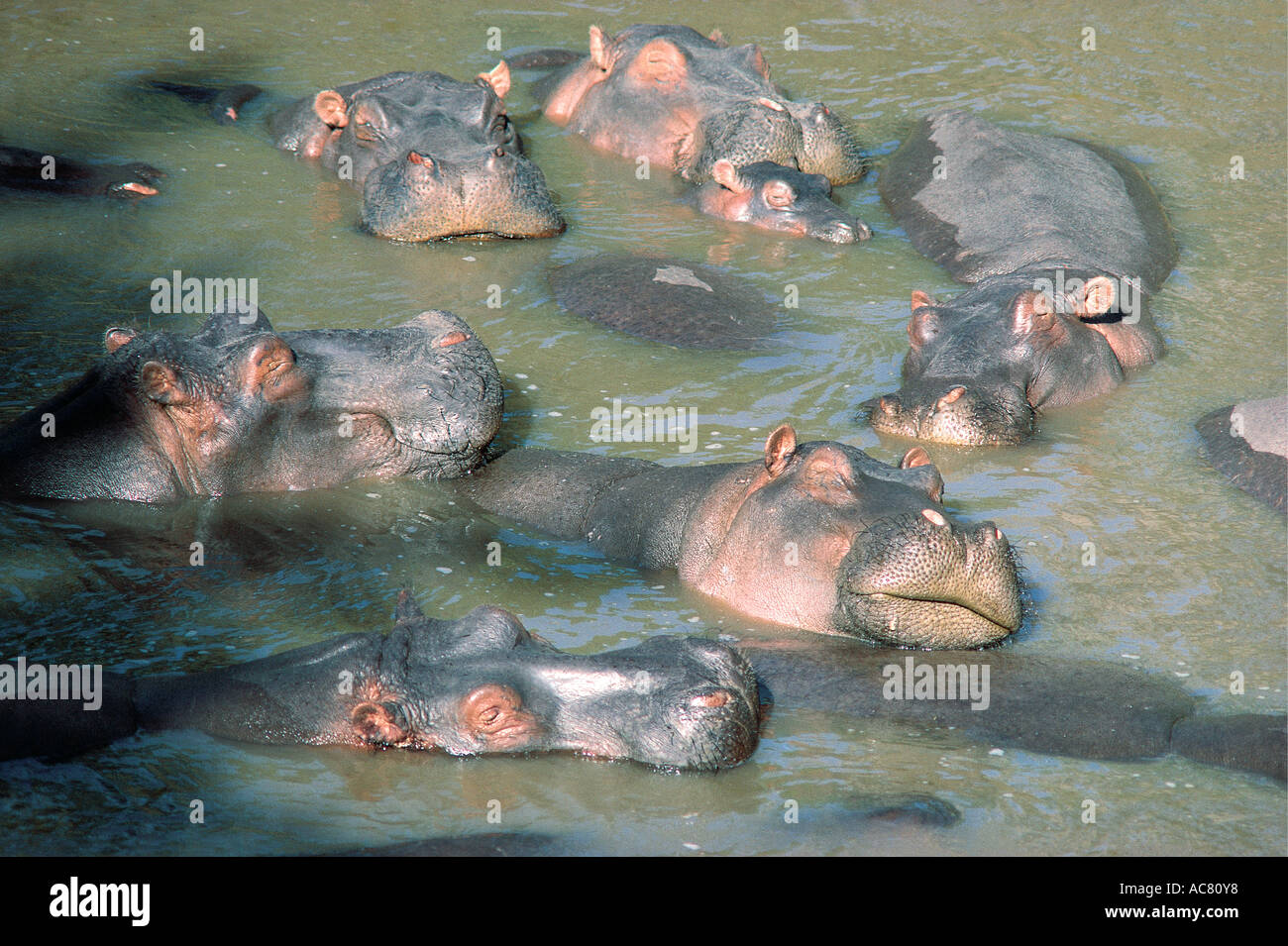 Les hippopotames se détendre dans la rivière Mara Masai Mara National Reserve Kenya Afrique de l'Est Banque D'Images