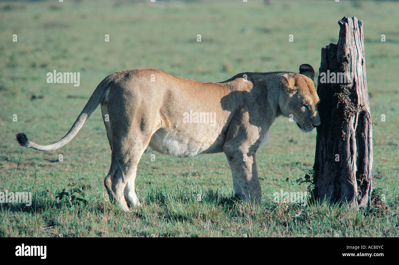 Lionne matures de frotter sa tête sur une souche d'arbre mort à quitter son parfum Masai Mara National Reserve Kenya Afrique de l'Est Banque D'Images