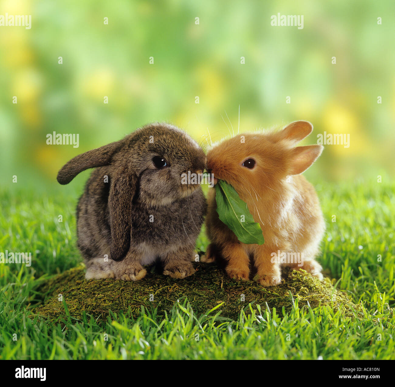 Lapin nain et lop-eared lapins nains mangeant une feuille Banque D'Images