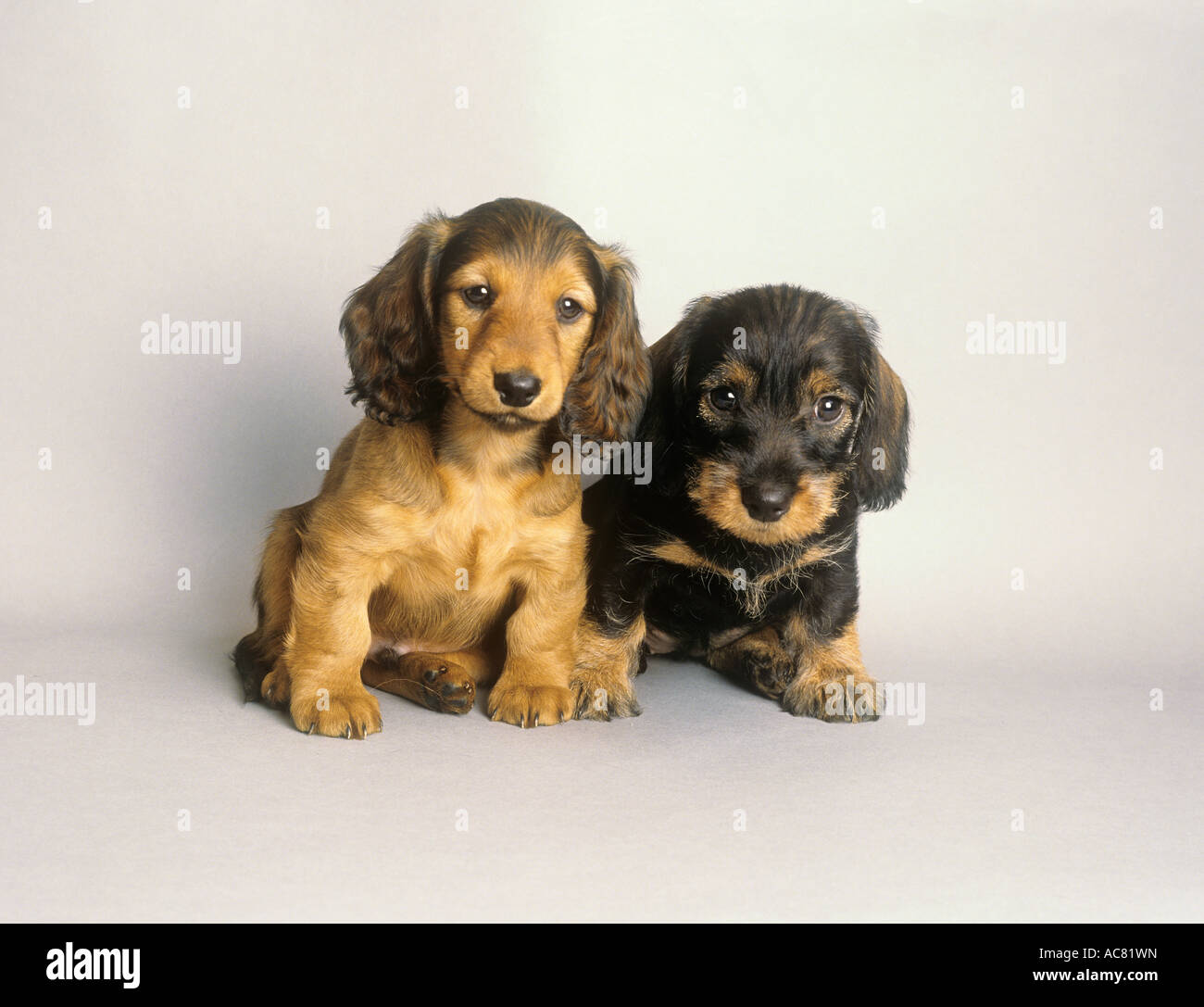 Dachshund à poil long et Dachshund à poil long. Deux chiots assis l'un à côté de l'autre. Image studio sur fond blanc Banque D'Images