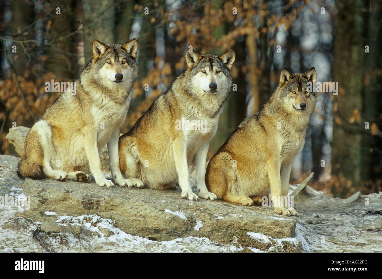 Trois loups gris - assis / Canis lupus Banque D'Images