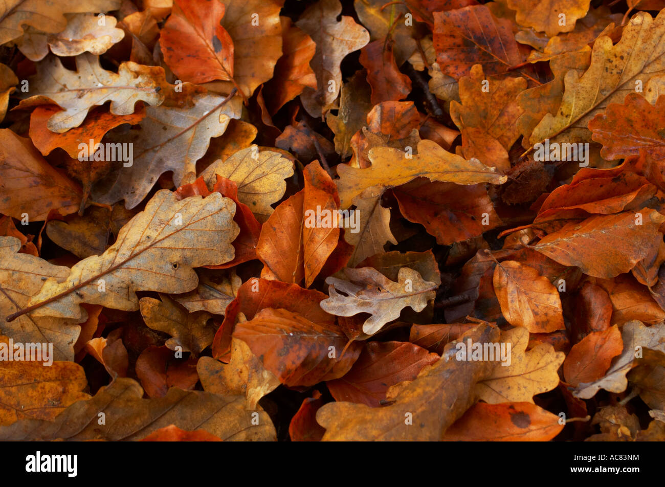 Couvrir le sol de feuilles mortes en automne à Wakehurst Place. Banque D'Images