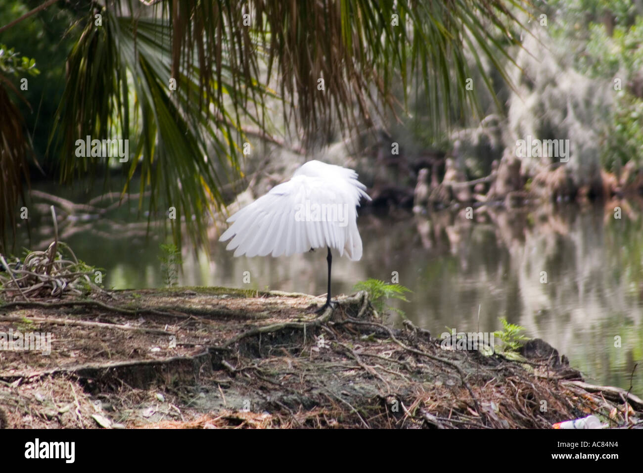 Seul,grue animaux oiseaux branche branches couvrent la terre jour grue volante disco moelleux en plumes pintade forestière partie lames horizontaux heron Banque D'Images