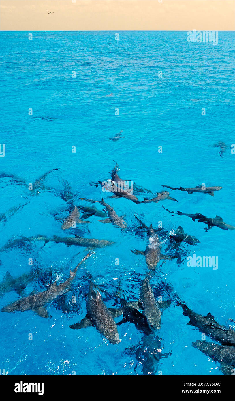 Requins citrons sur la surface Negaprion brevirostris Bahamas Océan Atlantique Banque D'Images