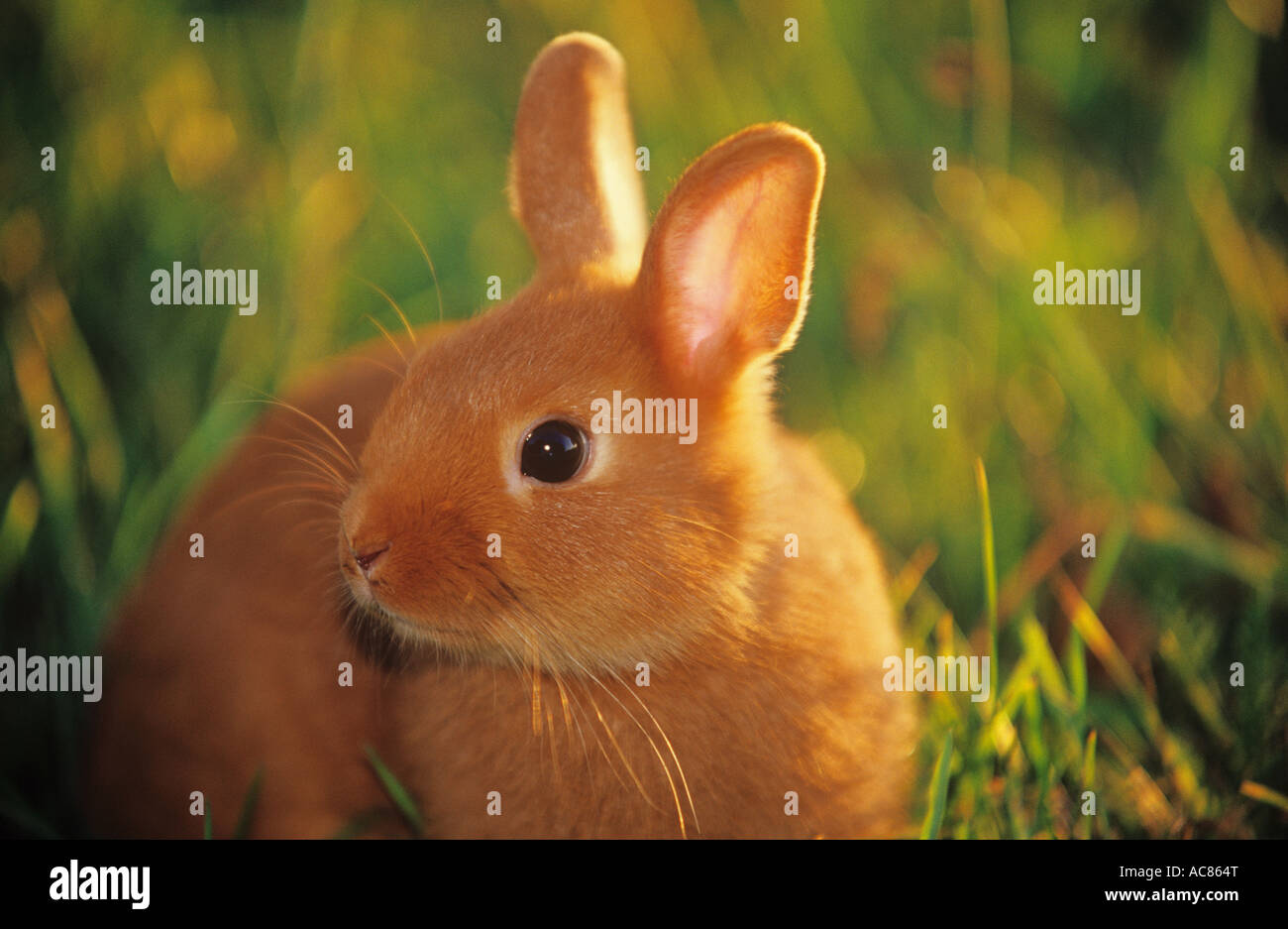Lapin nain rouge - on meadow Banque D'Images