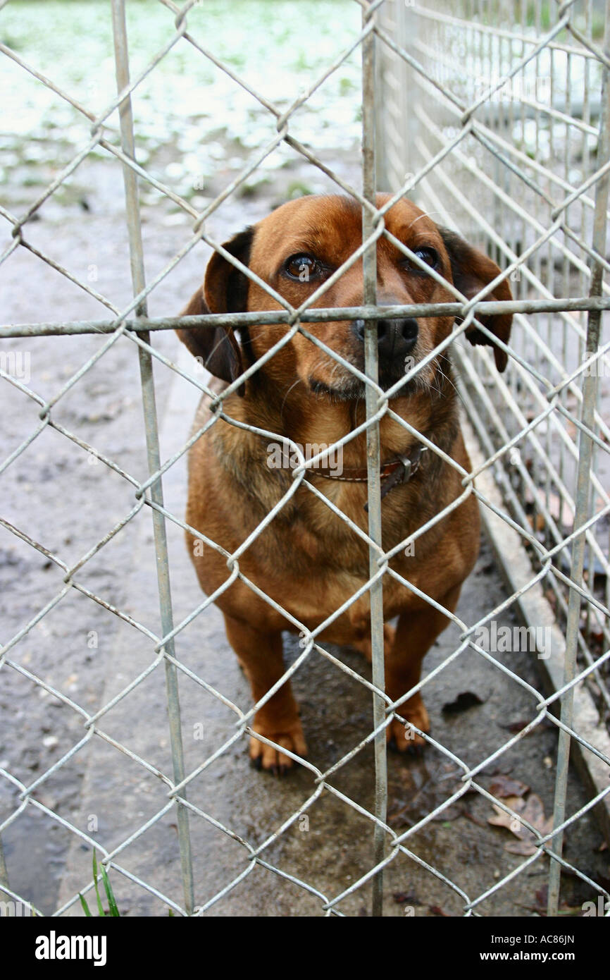 Dog in kennel - Refuge d'animaux Banque D'Images