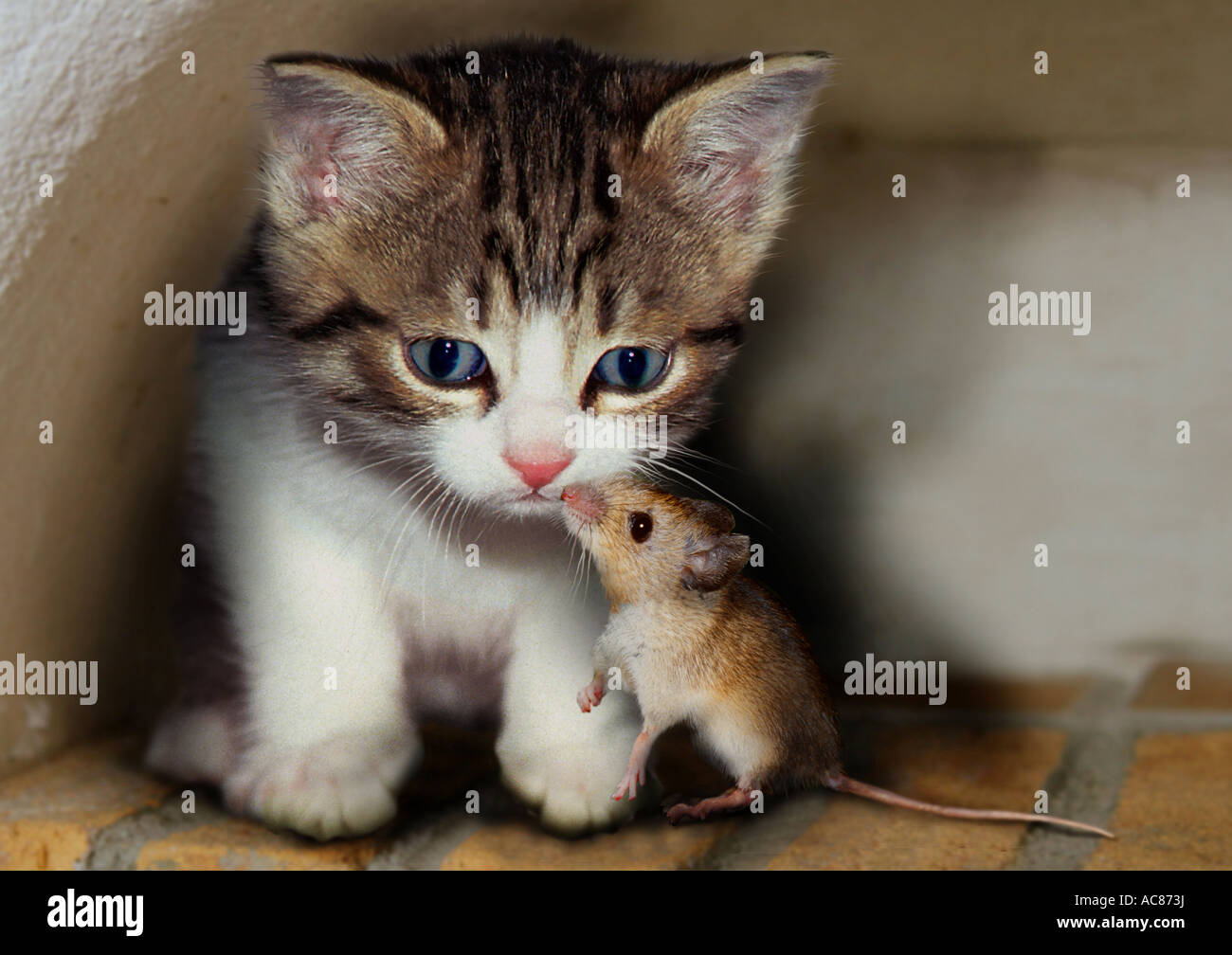Chat domestique. Chaton et souris. Composition numérique Banque D'Images