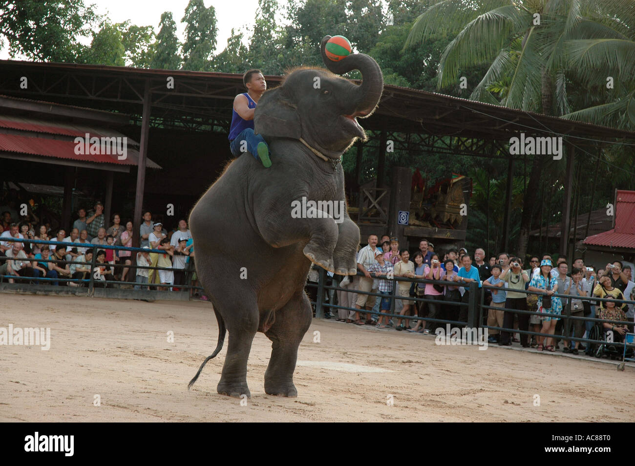 SMA79089 Elephant Show dans midi nooch village Bangkok Pattaya Thaïlande Asie du sud-est Banque D'Images