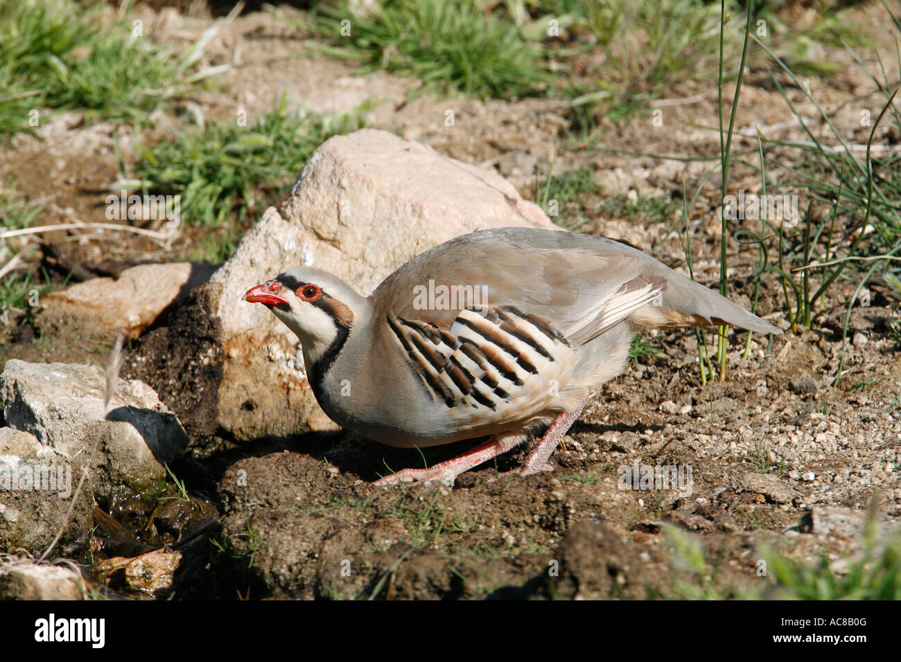 Chukar à petit ruisseau Banque D'Images