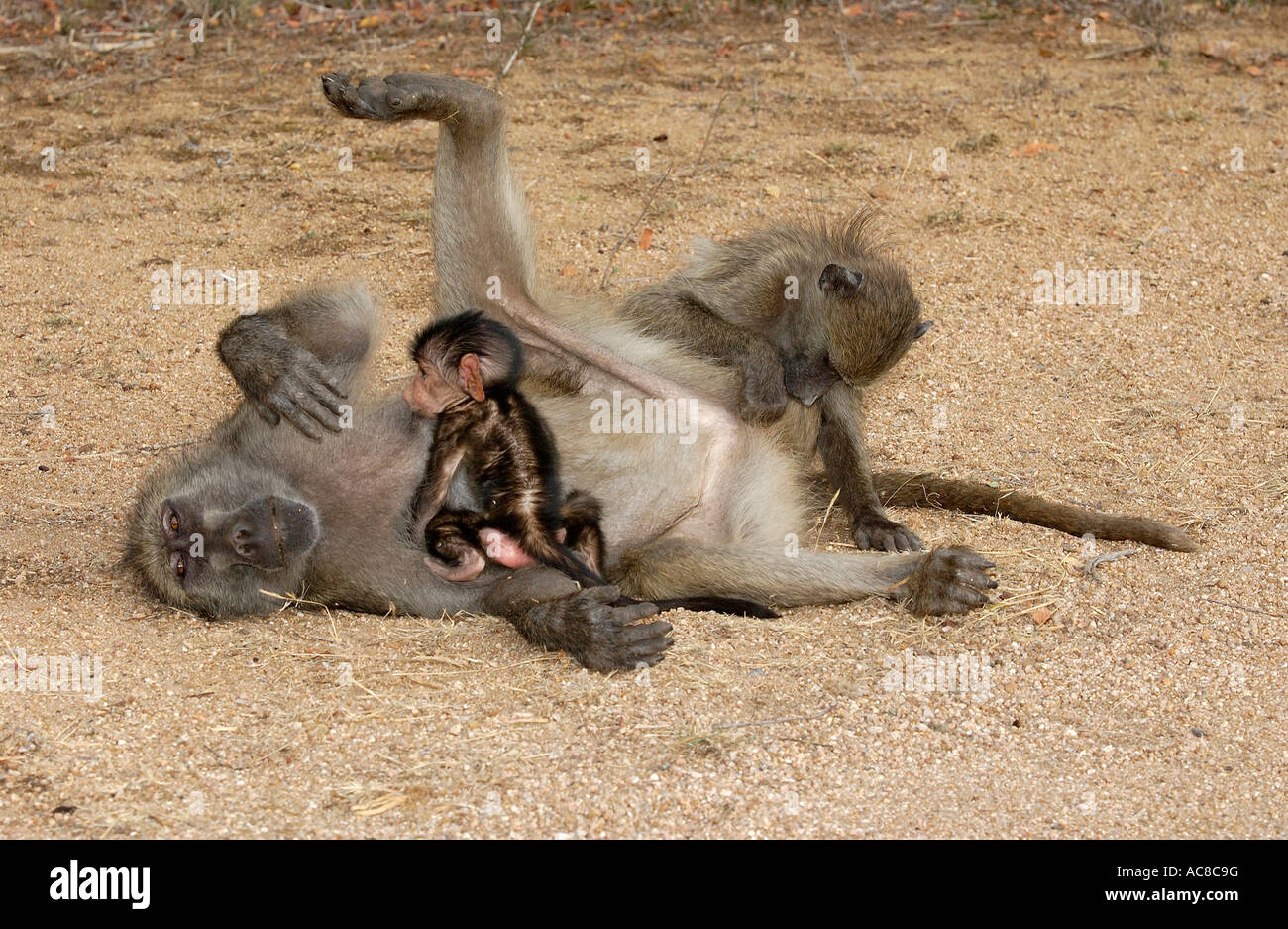 Babouin Chacma couché sur le côté tout en étant soigné par un plus jeune membre des troupes d'Afrique du Sud Parc National Kruger Banque D'Images