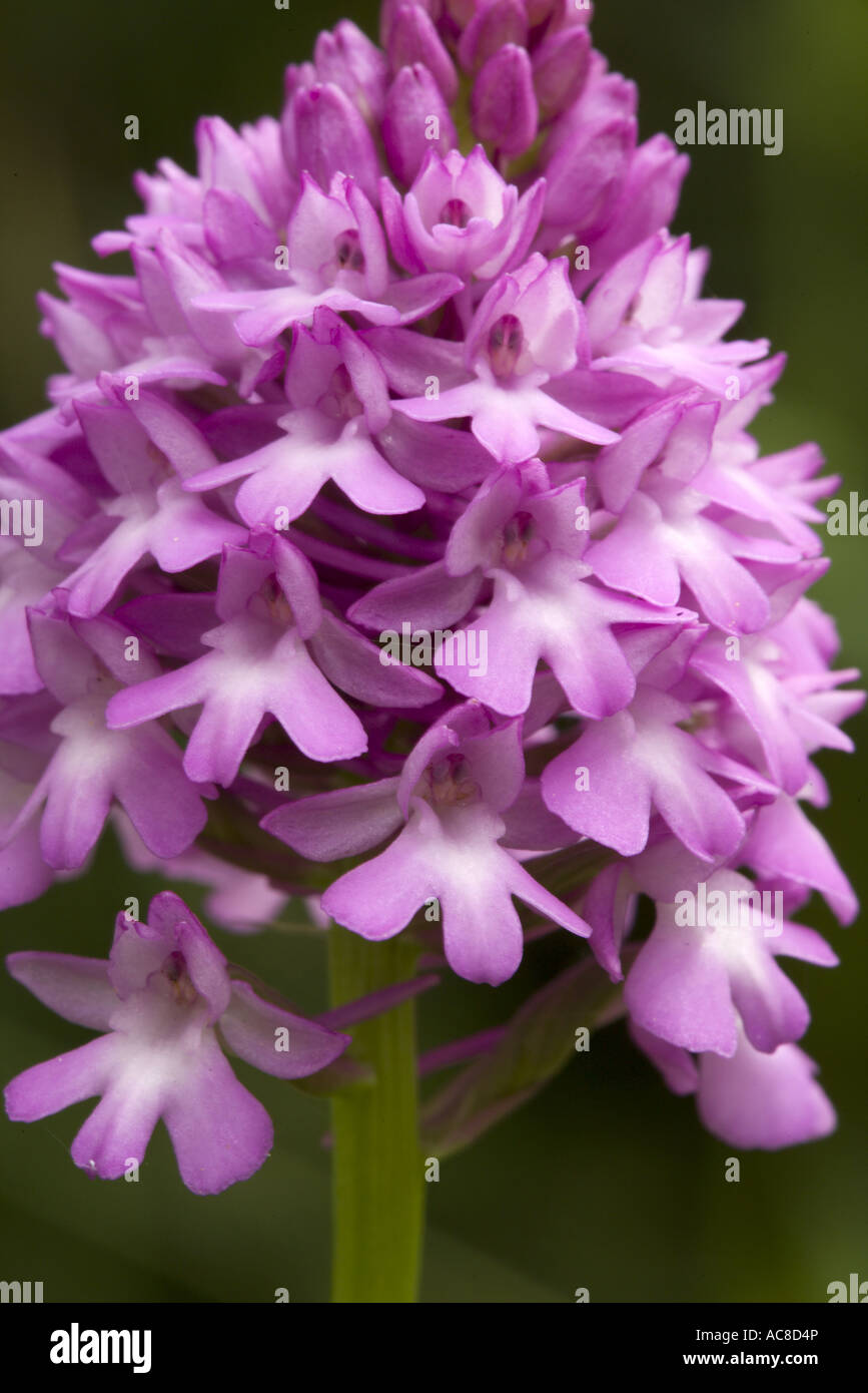 Close up of orchidée pyramidale (Anacamptis pyramidalis), Drôme Provencale, France Banque D'Images