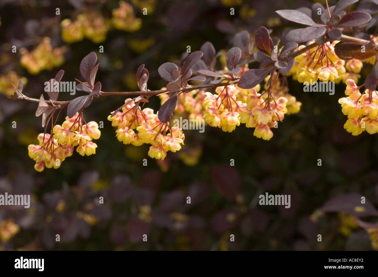 Berberis Thunbergii Stock Photos Berberis Thunbergii Stock